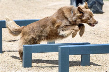 Eynesbury Dog Park Opening