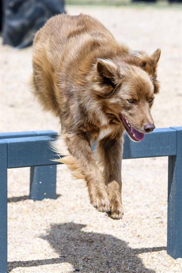 Eynesbury Dog Park Opening