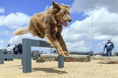 Eynesbury Dog Park Opening