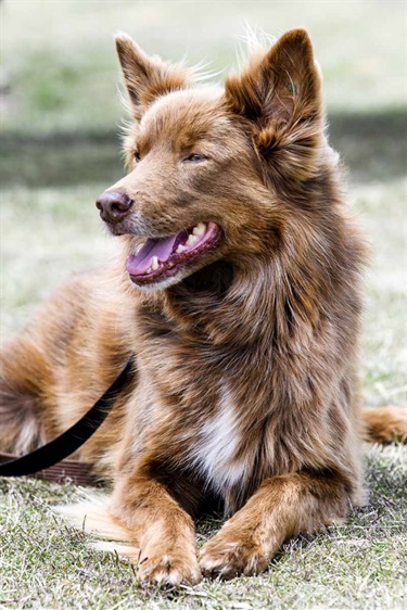 Eynesbury Dog Park Opening