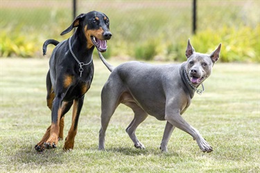 Eynesbury Dog Park Opening