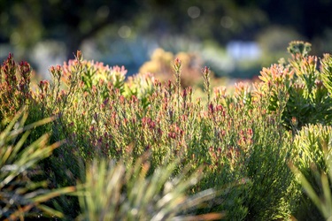 Melton Botanic Garden