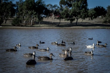 Melton Botanic Garden