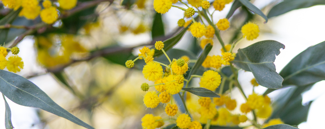 Close-up photo of wattle flowers