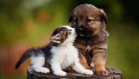 Dog-and-cat-pet.jpg